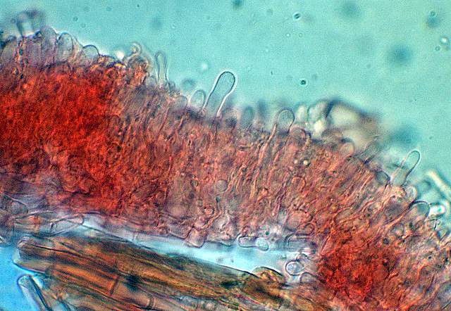 Pycnoporellus fulgens  (Fr.)  Donk